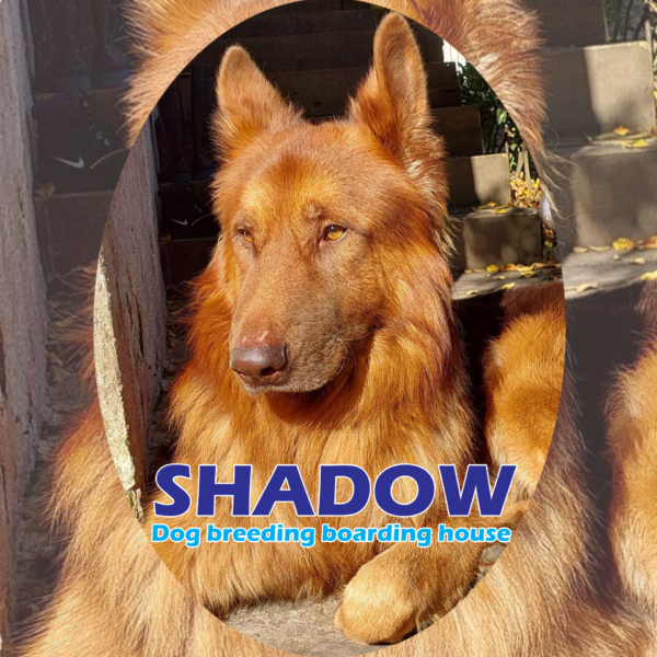 Caver Shadow 1 600x600